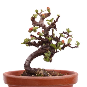 Mame-Bonsai - Chaenomeles japonica 'Chojubai' - Japanische Zierquitte 226/19 - Bild 1 von 4