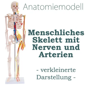 Anatomie Modell Skelett Nerven Arterien Menschliches Skelett klein 87 cm medmod - Bild 1 von 5