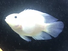 Live Aquarium Cichlids for sale eBay
