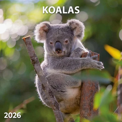 TUSHITA PAPERART GMBH Koalas 2026 | Kalender 2026 | Kalender | 28 S. | Englisch | 2026