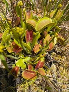 15 SEMI Dionea Muscipula (Venus Flytrap) - Foto 1 di 2