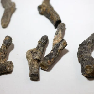 5 Pezzi Figurine Bryozoan Giocattolo Educativo - Foto 1 di 12