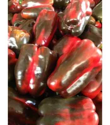 50 semi di peperone GIAPPONESE   - semi freschi - Immagine 1 di 2