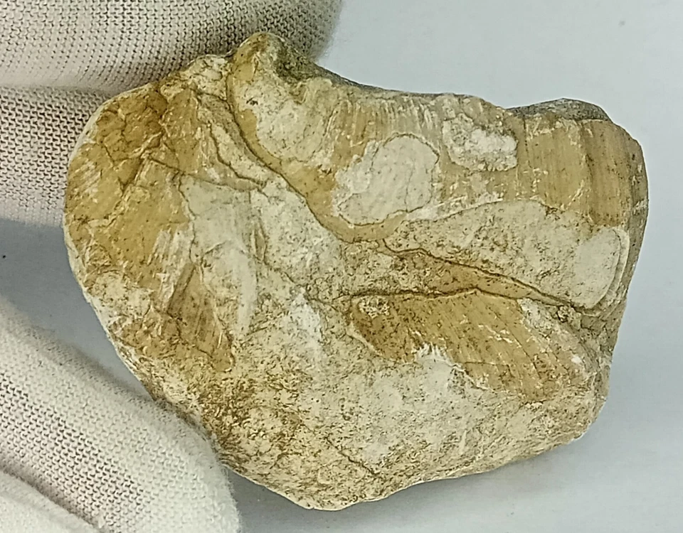 Fossil mit 2 Muschel / Schnecke im Kalkstein | 82,6g | Fossil 67x52x22mm - Bild 1 von 4