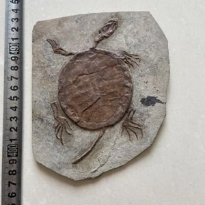 Echte Schildkröte Fossil seltene chinesische Best born Keichousaurus Sammlung. Echte Schildkröte - Bild 1 von 4