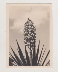 Frog's Eye View Divine Plant Structure & Sky with Puffy Clouds Unusual Abstract - Picture 1 of 7