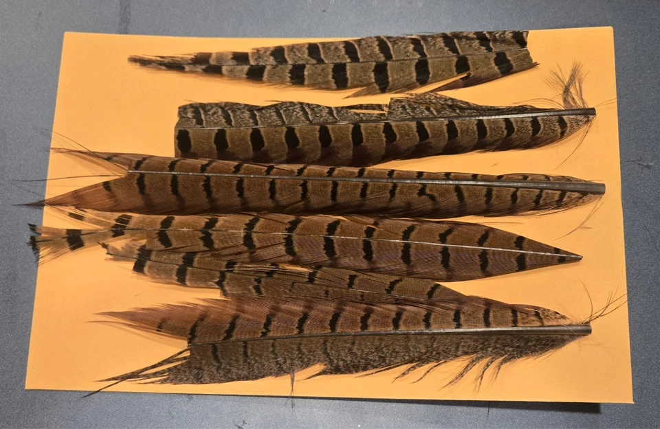 PLUMAS DE COLA DE FAISÁN CUELLO ANILLO para atar moscas ideales para colas de ninfa ENVÍO GRATUITO Foto 1 de 1