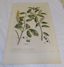 1757 Antique COLOR Floral Print///BIRD CHERRY, or, PADUS