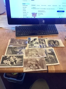 Sammlung alter Zoo Postkarten.Pretoria,Johannesburg etc Zoos.Rppcs - Bild 1 von 12