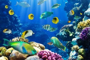3D Seabed fish 561 WallPaper Murals Wall Print Decal Wall Deco AJ WALLPAPER - Picture 1 of 5