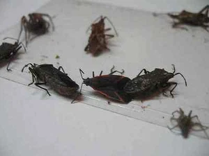 10 pk Stink Bug Trap / Strip, Asian Beetle, Lady Bug, Spider / Cricket, USA - Picture 1 of 9