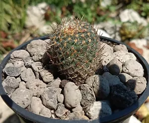 Mammillaria Columbiana ssp. Yucatanensis cactus succulent plant home decor - Picture 1 of 6
