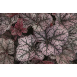 Heuchera "Little Prince" - Campanilla púrpura "Little Prince" en maceta 12 cm - 12 cm - Imagen 1 de 1