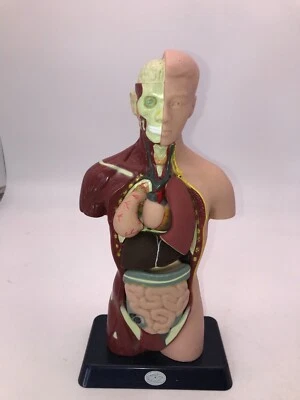 DISCOVERY PLANET TORSO HUMANO PIEZAS NO COMPLETAS ESTÁN PEGADAS EN LEER Foto 1 de 4