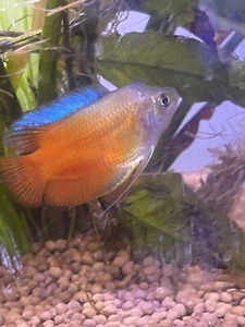 Red gourami - Picture 1 of 1