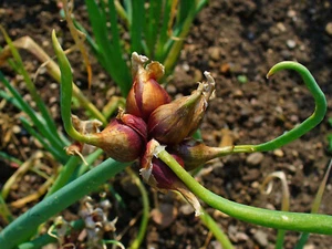 ÄGYPTISCHE ZWIEBEL Allium cepa viviparum, 50 SAMEN + GESCHENK - Bild 1 von 1