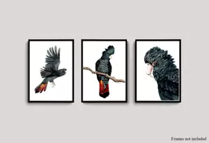 Watercolour Red Tailed Black Cockatoo Print Set - Native Australian Birds - Picture 1 of 4