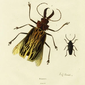 1836 GUÉRIN-MÉNEVILLE Hand-Colored Insect Engraving: Pl. 610, PRIONES (BEETLES) - Picture 1 of 6