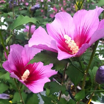 Rose of Sharon Seeds - Hibiscus syriacus - Althea Shrub Perennial Planting Seeds - Image 1 of 4