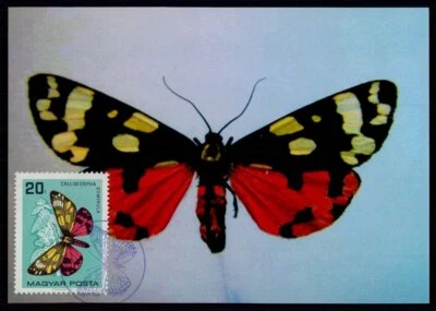 HUNGRÍA MK 1966 MARIPOSAS MARIPOSA CARTA MÁXIMA MC CM m5708 Foto 1 de 2