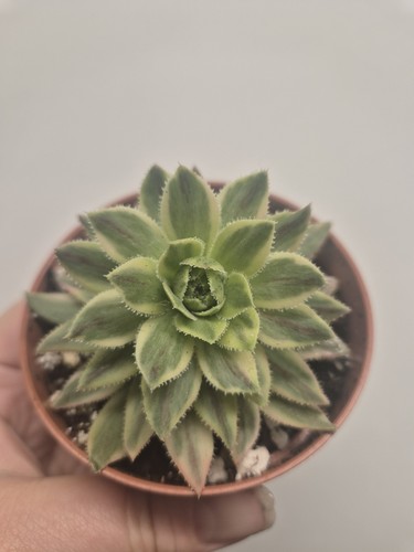 Picture 1 of 4