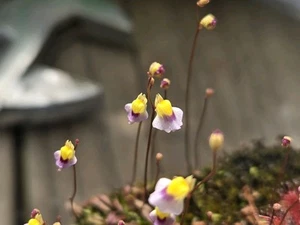 BLADDERWORT 2 PACK-(Utricularia Blanchetii)- LIVE CARNIVOROUS PLANT - Picture 1 of 1