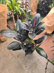 8" Pot - XL size Ficus elastica "Cabarnet" Variegated Rubber Tree -#017 - Picture 1 of 1