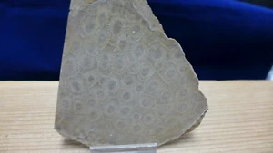 GEOLOGICAL ENTERPRISES Devonian fossil Coral Hexagonia percarinata  Michigan - Picture 1 of 5