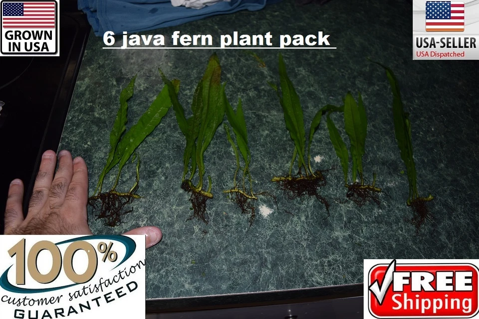 6 Plants Java Fern Easy Aquarium aquascaping planted tank low light  US grown  - Image 1 of 2
