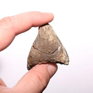 Sección de cráneo Triceratops Eppocipital fósil formación Hell Creek Cretácico - Imagen 1 de 10