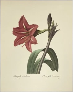 P.J. "Impresión de arte botánico vintage Redoute - Amaryllis Brasiliensis #4- 11"" x 14""" - Imagen 1 de 1