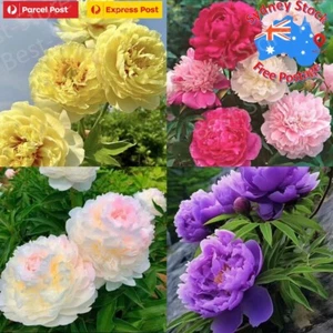 PEONY Poppy Double Mix 50 Seeds large flower Seeds - Picture 1 of 13