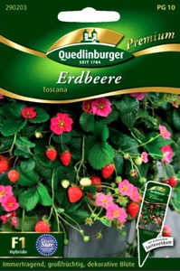Erdbeere Toscana F1 - Immertragende, großfrüchtige, prämierte Sorte - Obst Samen - Bild 1 von 2