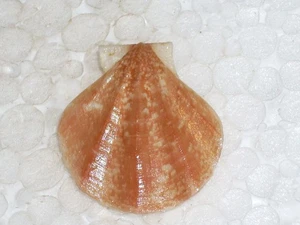 PSEUDAMUSSIU PESLUTRAE AMAZING - Picture 1 of 2