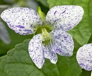 15 Freckled Blue Violet Seeds ~ Viola sororia ~ Native *Free US Shipping* - Picture 1 of 6