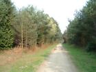 Photo 6x4 Wheldrake Wood Looking East along main track to car park. c2005