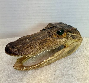ECHTER ALLIGATOR KOPF AB FLORIDA AMERIKANISCHER ALLIGATOR Schädel Zähne AUTHENTISCH - Bild 1 von 9