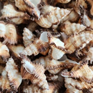  5pc Apple Murex Seashells - Seashells - Wedding - Home Decor - Hermit Crab - Picture 1 of 5