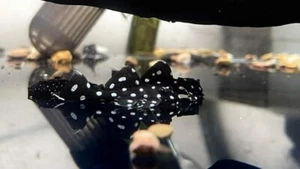 L240 Pleco Live (Size 3 - 4cm)  Galaxy Vampire Pleco - High Quality - USA Seller - Picture 1 of 4