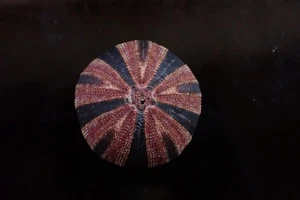 tatskieshells-mespilia globulus - Picture 1 of 4