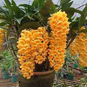 Dendrobium densiflorum Flowering Sized 120mm Pot - Picture 1 of 2