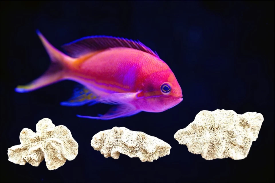 Juego de 3 Key West Piedra Rosa Coral Océano Caribe Atlántico Playa Tropical Decoración���� Foto 1 de 4