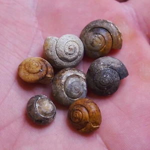 7pcs 12-15mm Snail Cepaea Rüssingen Formation Bivalve Fossils Mollusks 694 - Picture 1 of 7