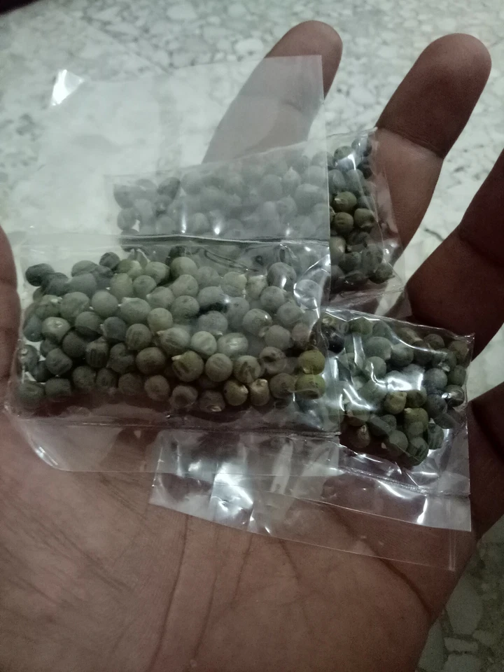 Okra / ladies finger / bendi : true breed tropical vegetable seeds - Image 1 of 4