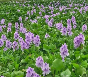 50 Baby Small Water Hyacinth Live Aquarium Beo Luc Binh Plant Koi Pond - Picture 1 of 5