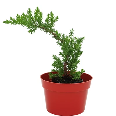 🌿Live Juniper Pre-Bonsai Tree🪾 PACK of ONE - Perfect Zen Gift, Procumbens Nana - Image 1 of 4