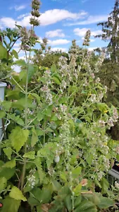 Echte Katzenminze 🍋 ZITRUS (Nepeta cataria var. citriodora) ✔️ 100 Samen - Bild 1 von 3