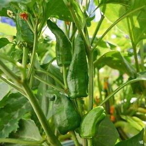 Chilli Plug Plants Padron - Spanish Tapas Pepper Pimiento Peat Free Large Ready