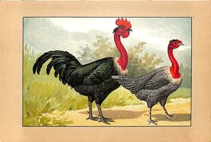 CHROMO PLANCHE FICHE TAFEL " POULES D' ELEVAGE / ZUCHT " RUDOLF KRAMER 1908 - Picture 1 of 3