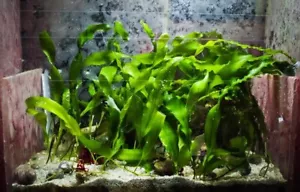 ✅Alghe Caulerpa Acquario Marino Refugium Sump Reattore Filtrazione No3 Po4 Start - Foto 1 di 4